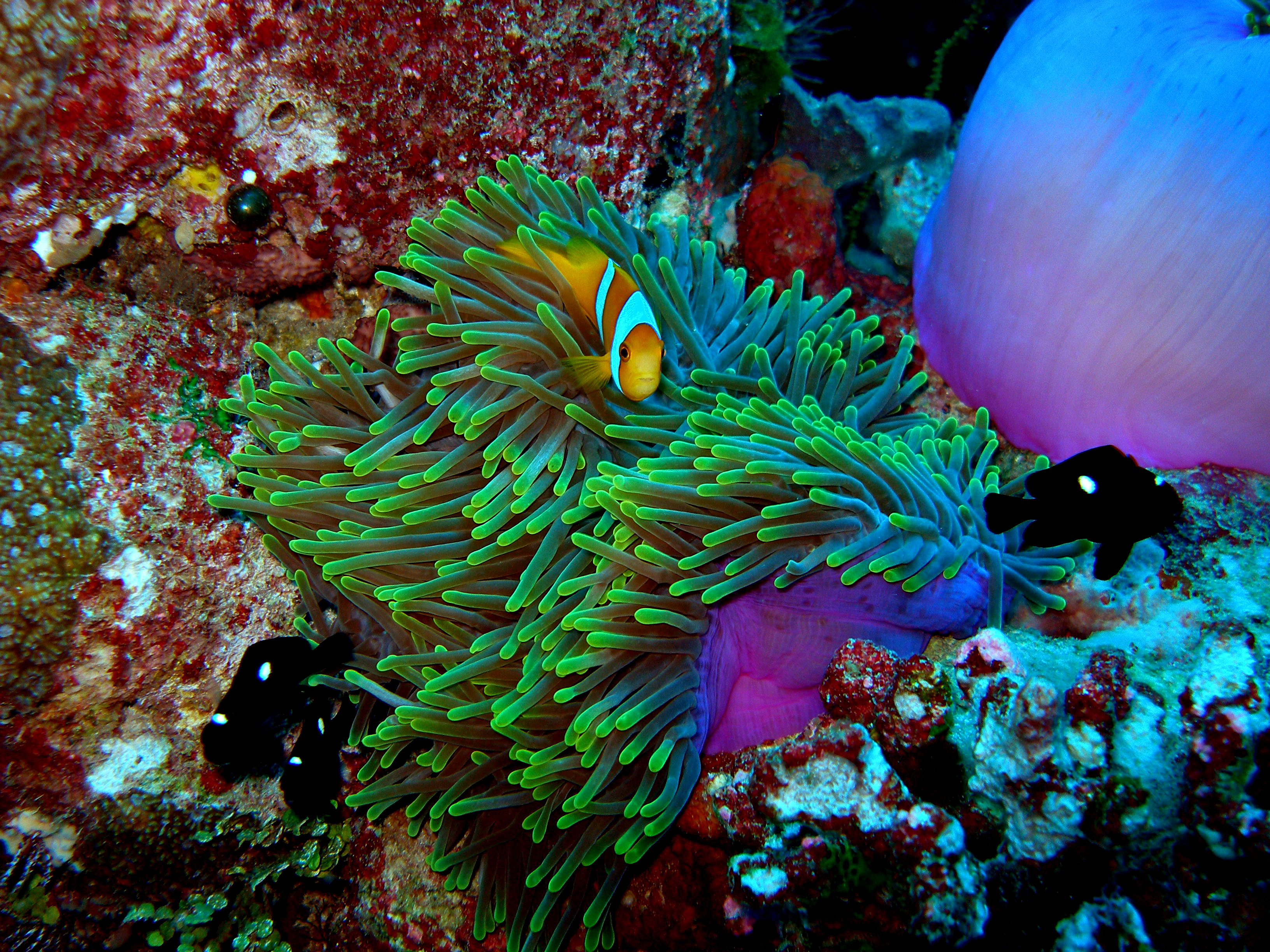 Индийский океан жизнь в океане. Риф Туббатаха Филиппины. Морской заповедник Чагос. Amphiprion chagosensis.